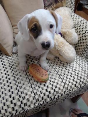 Willie Pup