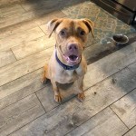 Adoptable (Official) Georgia Dogs for July 26, 2018