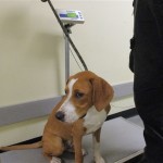 Adoptable (Official) Georgia Dogs for July 18, 2018