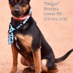 Adoptable (Official) Georgia Dogs for July 23, 2018