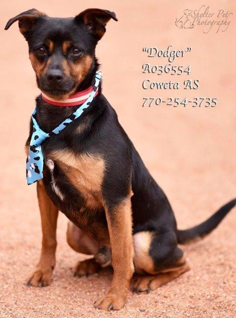 Dodger Coweta