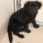 Adoptable (Official) Georgia Dogs for July 24, 2018