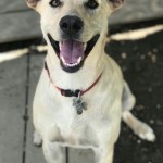Adoptable (Official) Georgia Dogs for July 3, 2018