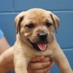 Adoptable (Official) Georgia Dogs for July 18, 2018