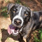 Adoptable (Official) Georgia Dogs for July 25, 2018