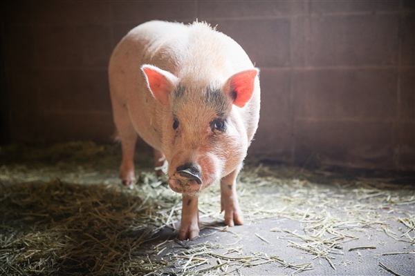 Peter Pig Gwinnett