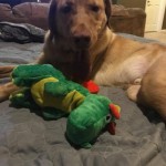 Adoptable (Official) Georgia Dogs for July 31, 2018