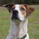 Adoptable (Official) Georgia Dogs for July 2, 2018