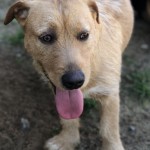 Adoptable (Official) Georgia Dogs for July 27, 2018
