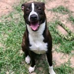 Adoptable (Official) Georgia Dogs for July 31, 2018