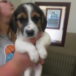 Adoptable (Official) Georgia Dogs for July 12, 2018