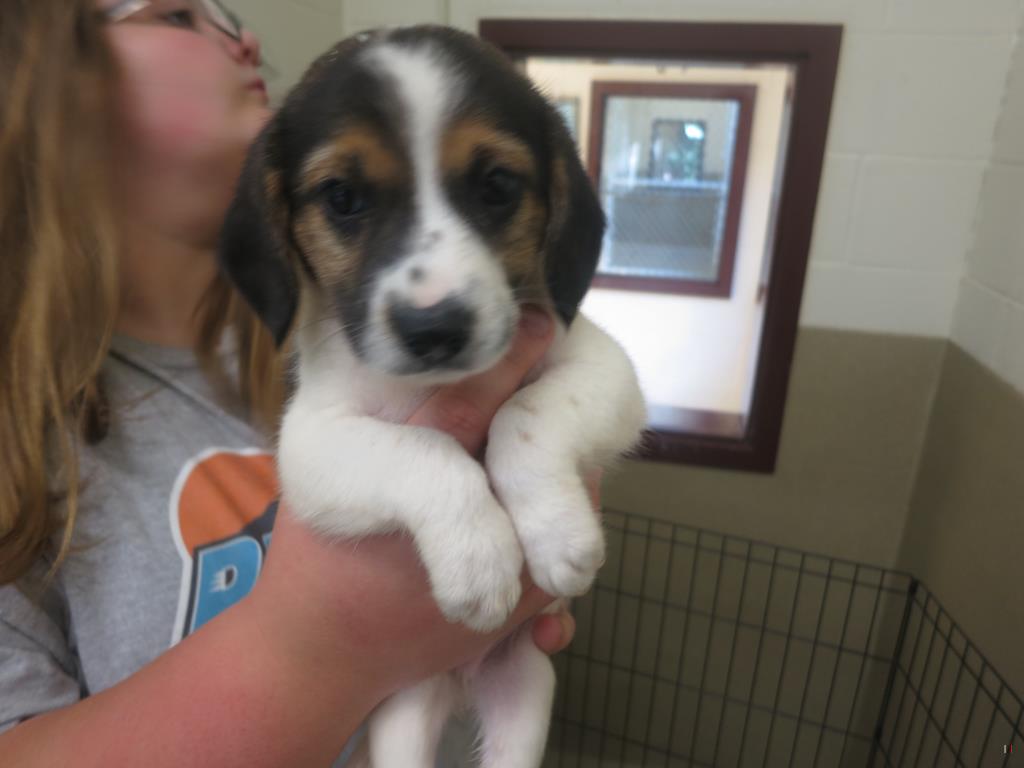 Walton Beagle Pup 2