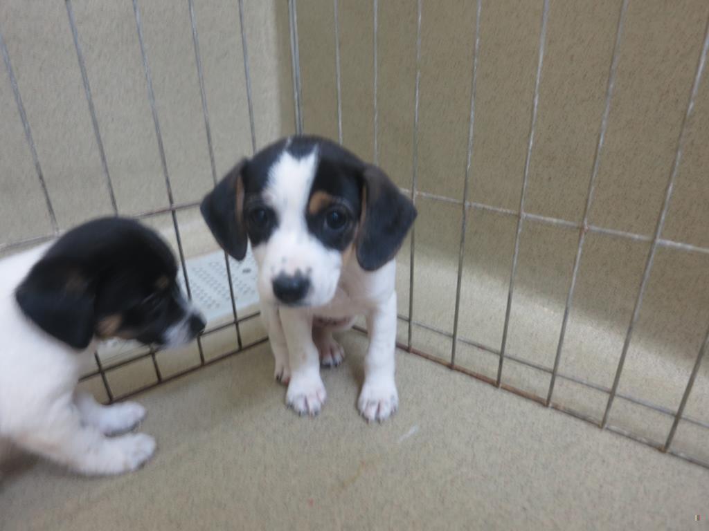 Walton Beagle Puppies