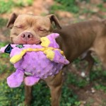 Adoptable (Official) Georgia Dogs for July 20, 2018