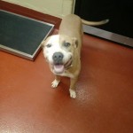 Adoptable (Official) Georgia Dogs for August 6, 2018