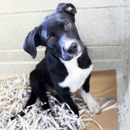 Cameron Atlanta Humane