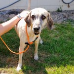 Adoptable (Official) Georgia Dogs for August 21, 2018