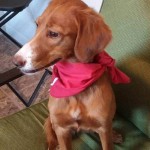 Adoptable (Official) Georgia Dogs for August 24, 2018