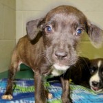Adoptable (Official) Georgia Dogs for August 3, 2018