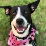 Adoptable (Official) Georgia Dogs for August 15, 2018