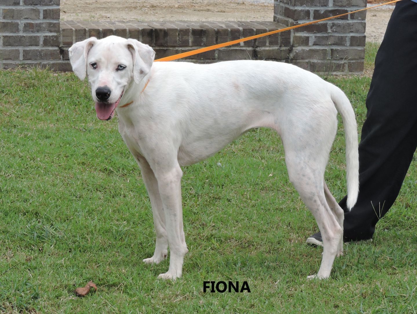 Fiona WW