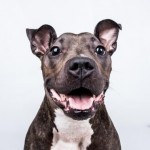 Adoptable (Official) Georgia Dogs for August 17, 2018