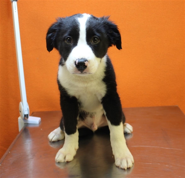 Gwinnett Baby Odie