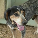 Adoptable (Official) Georgia Dogs for August 13, 2018
