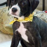Adoptable (Official) Georgia Dogs for August 8, 2018