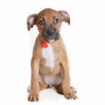 Adoptable (Official) Georgia Dogs for August 31, 2018