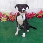 Adoptable (Official) Georgia Dogs for August 20, 2018
