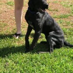 Adoptable (Official) Georgia Dogs for August 27, 2018