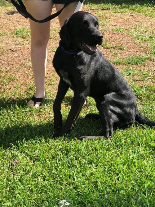 Louie Blairsville