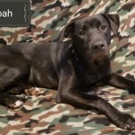 Adoptable (Official) Georgia Dogs for August 10, 2018