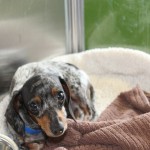 Adoptable (Official) Georgia Dogs for August 16, 2018