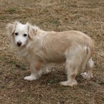 Adoptable (Official) Georgia Dogs for August 23, 2018