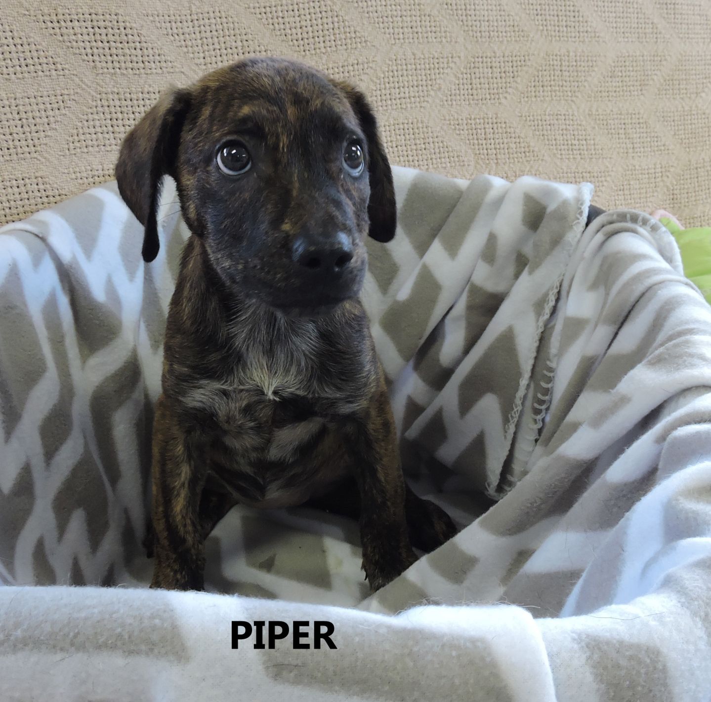 Piper WW