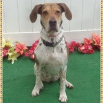 Adoptable (Official) Georgia Dogs for August 30, 2018