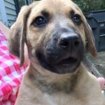 Adoptable (Official) Georgia Dogs for August 29, 2018