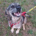 Adoptable (Official) Georgia Dogs for August 7, 2018