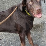 Adoptable (Official) Georgia Dogs for August 9, 2018