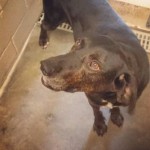 Adoptable (Official) Georgia Dogs for August 2, 2018