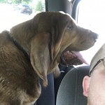 Adoptable (Official) Georgia Dogs for September 11, 2018
