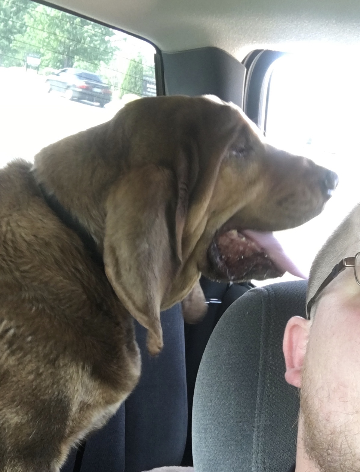 Bear Bloodhound