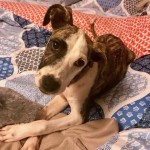 Adoptable (Official) Georgia Dogs for September 19, 2018
