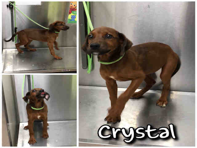 Crystal Macon