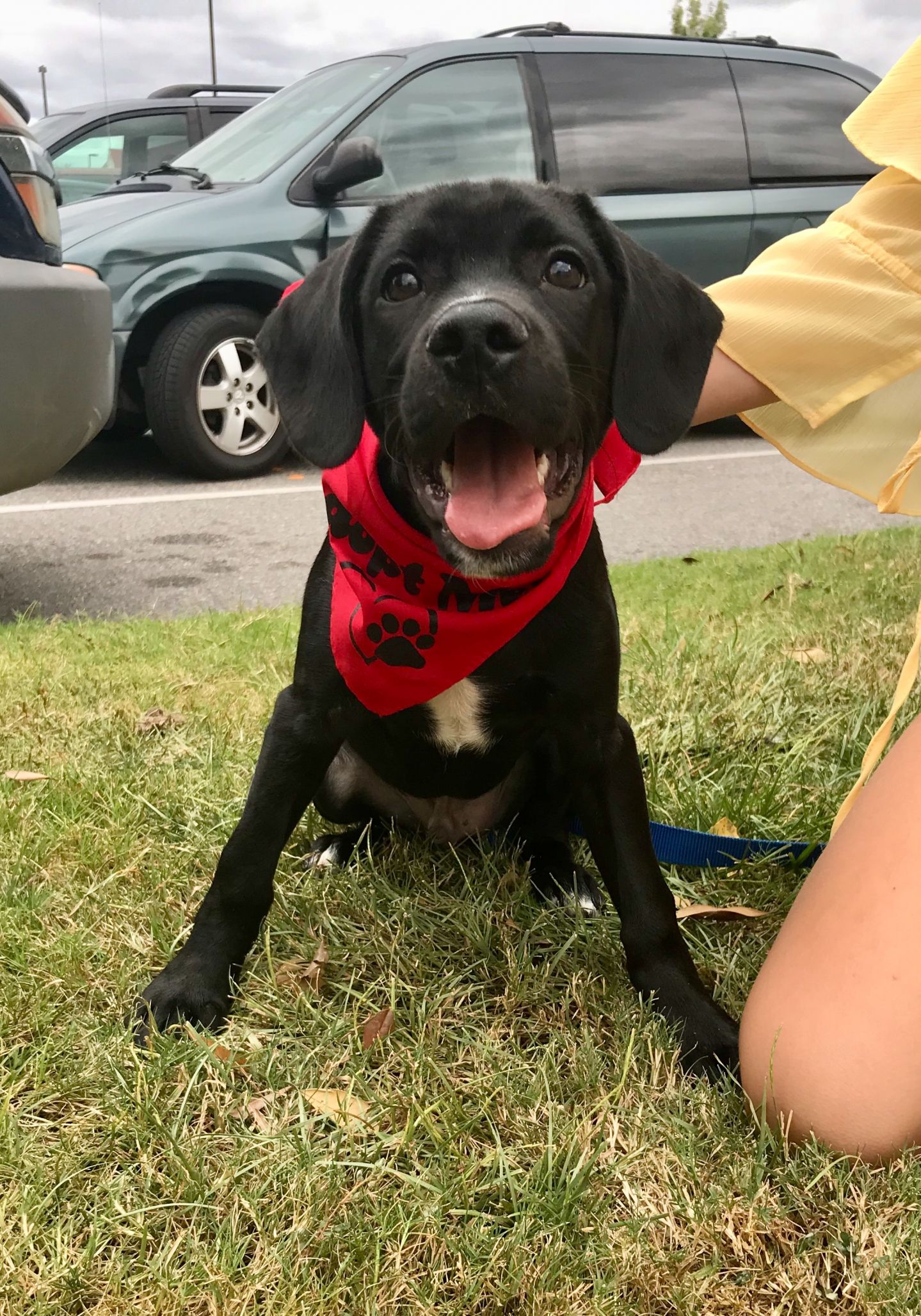 Dexter Statesboro