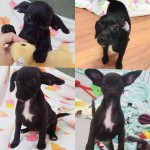 Adoptable (Official) Georgia Dogs for September 6, 2018