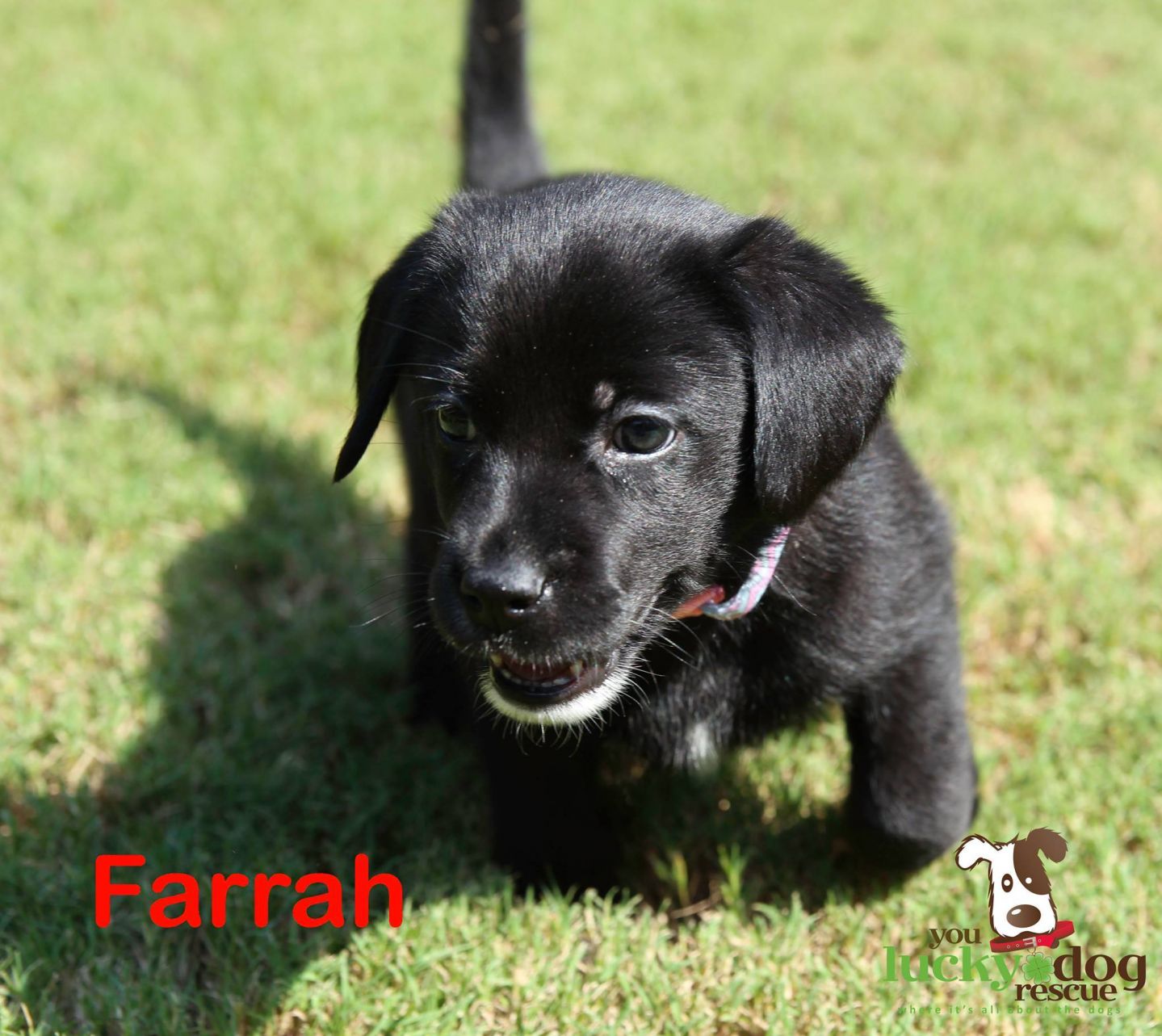 Farrah Kennedy Dog
