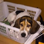 Adoptable (Official) Georgia Dogs for September 7, 2018